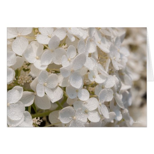 Small white flowers cards (Front Horizontal)