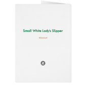 Small White Lady's Slipper Cards (Back)