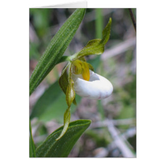 Small White Lady's Slipper Cards