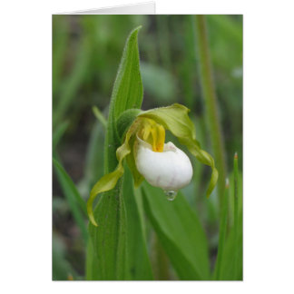 Small White Lady's Slipper Cards