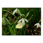 Small White on Snowdrop