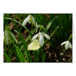 Small White on Snowdrop Cards