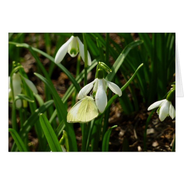 Small White on Snowdrop Cards (Front Horizontal)