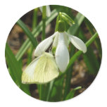 Small White on Snowdrop Classic Round Sticker