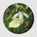 Small White on Snowdrop Magnet