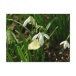 Small White on Snowdrop Postcard