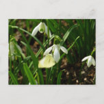 Small White on Snowdrop Postcard