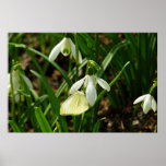 Small White on Snowdrop Poster
