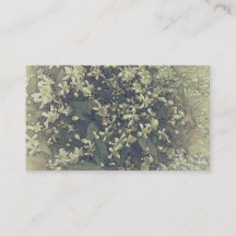 Small white vintage flowers of clematis