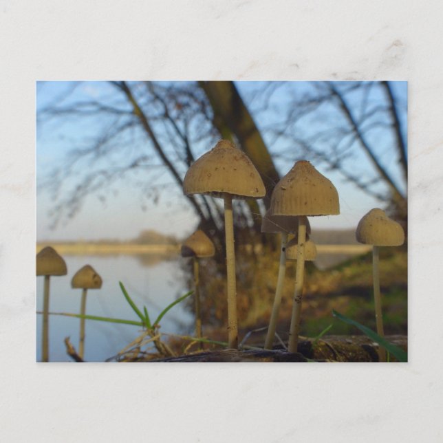 Small world - mushroom close up at lake postcard (Front)