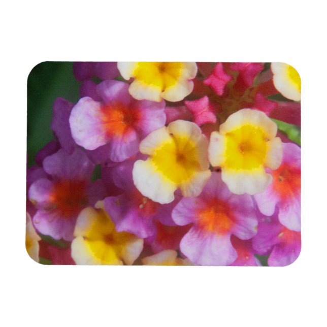 Small Yellow Pink and Purple Tropical Flowers Magnet (Horizontal)