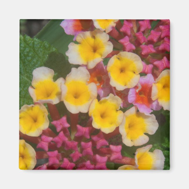 Small Yellow Tropical Flowers With Pink Buds Magnet (Front)