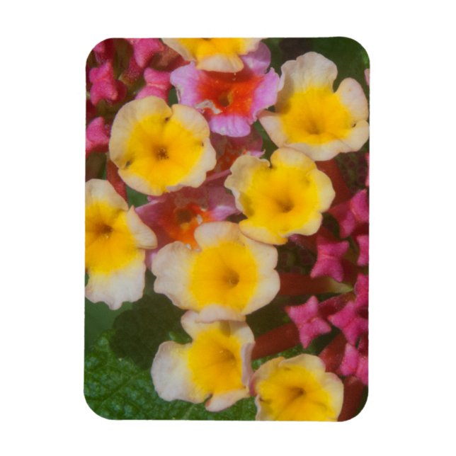Small Yellow Tropical Flowers With Pink Buds Magnet (Vertical)