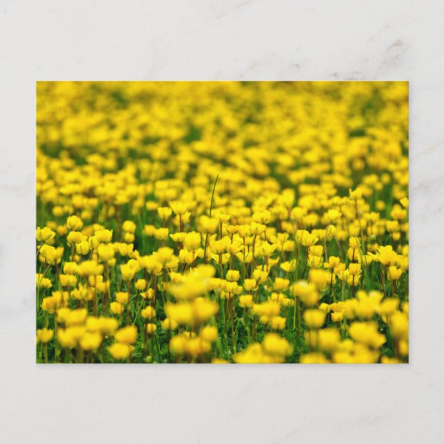 Small Yellow Wild Flowers Field Meadow buttercup Postcard (Front)