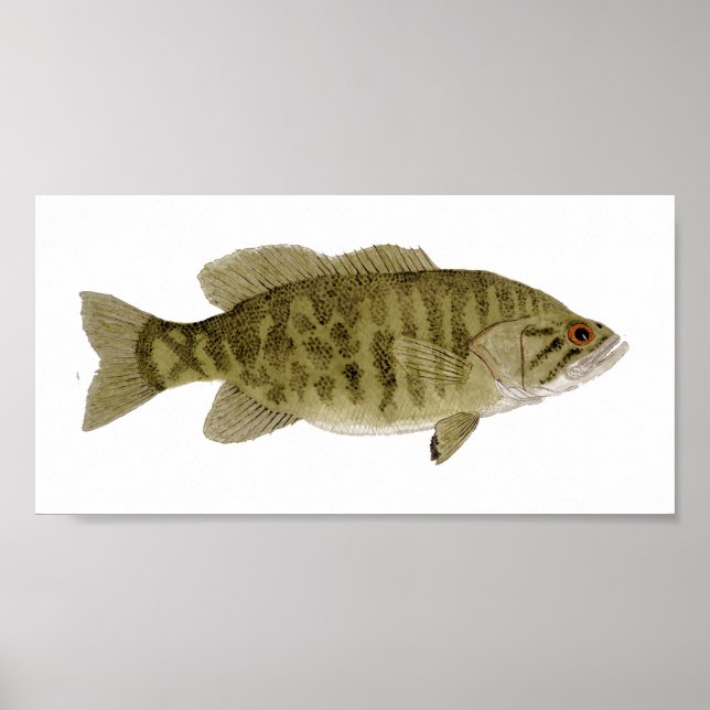 Smallmouth Bass Art Poster (Front)
