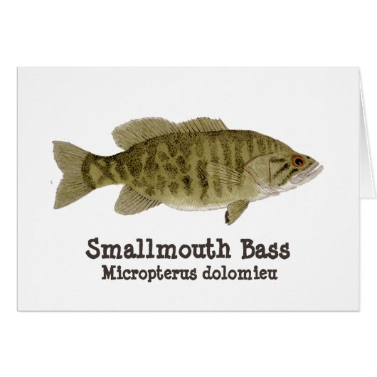 Smallmouth Bass Card (Front Horizontal)