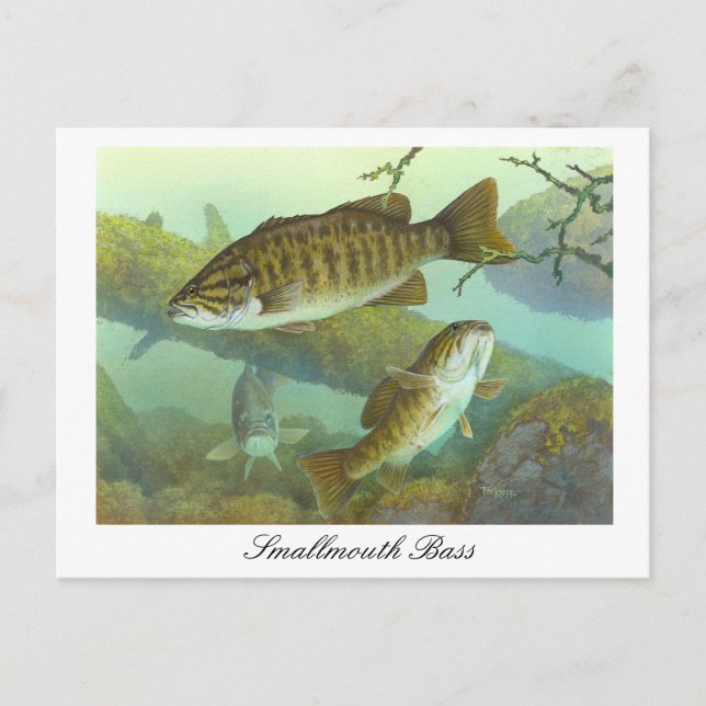 Smallmouth Bass Painting Postcard (Front)