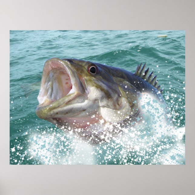 Smallmouth bass poster (Front)