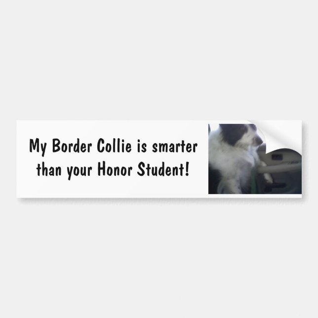 Smart Border Collie Bumper Sticker (Front)