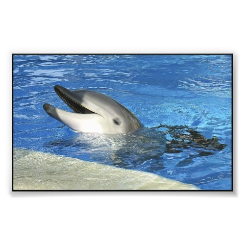 Smart Dolphin Photo Print