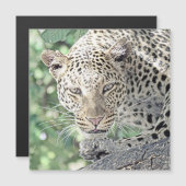 smartmix animal-leopard 2 (Front/Back)