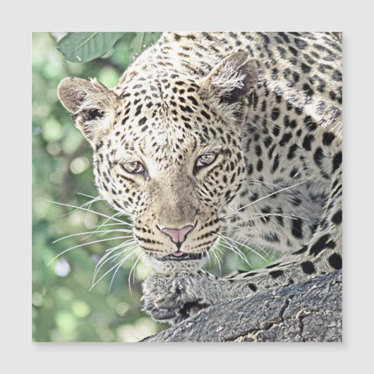 smartmix animal-leopard 2 (Front)