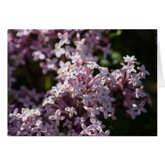 Smell That Lilac Cards (Front Horizontal)