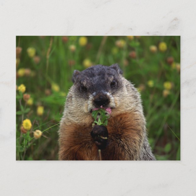 Smelling Spring Groundhog Postcard (Front)