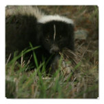 Smelly Skunk Poster