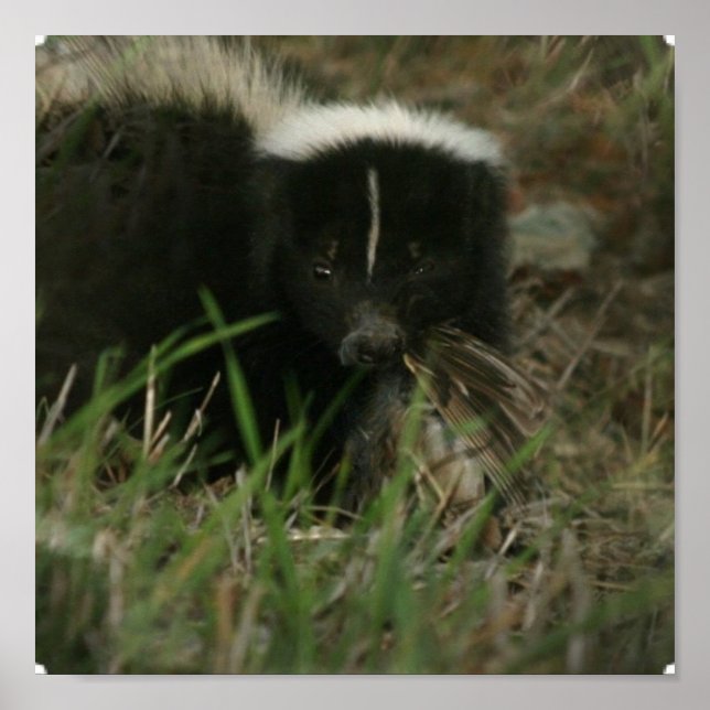 Smelly Skunk Poster (Front)