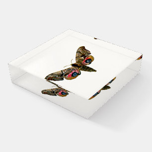 Smerinthus ocellata - Eyed Hawk-Moth - Color Image Paperweight