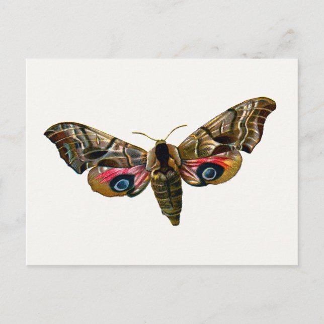 Smerinthus ocellata - Eyed Hawk-Moth - Color Image Postcard (Front)
