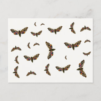 Smerinthus ocellata - Eyed Hawk-Moth - Color Image Postcard