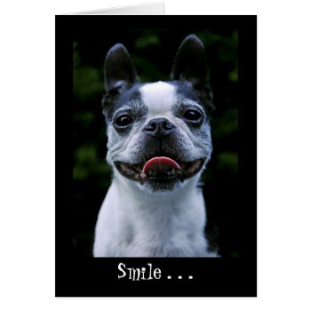 Smile Boston Terrier Card by artinphotography at Zazzle