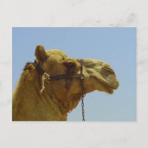 Smile _ camel head with blue sky postcard