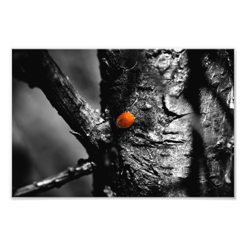 smile for a ladybug photo print