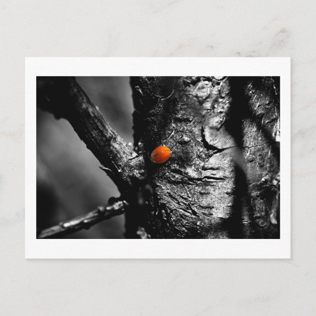 smile for a ladybug postcard (Front)
