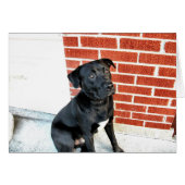 Smile For Us Midnight! (Front Horizontal)