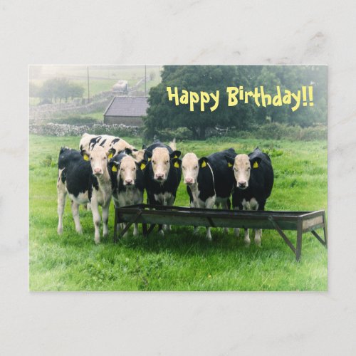 Smile please Cute cows Birthday Postcard