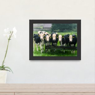 Smile please! Cute cows Framed Art
