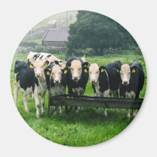 Smile please! Cute cows Magnet
