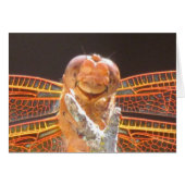 Smiler (Front Horizontal)