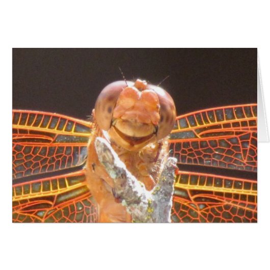 Smiler (Front Horizontal)