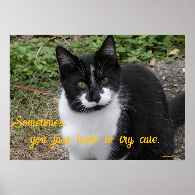 Smiler says- Sometimes, you just have to try cute. Poster (Front)