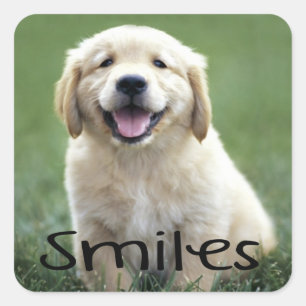 Smiles Cute Puppy Dog Hello Golden Retriever Square Sticker