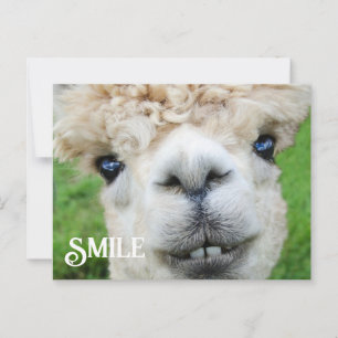 Smiling Alpaca Llama Funny Farm Animal Smile Postcard