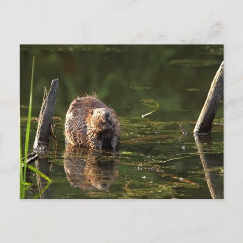 Smiling Beaver Postcard