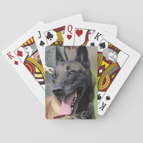 Smiling Belgian Malinois Dog Playing Cards