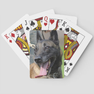 Smiling Belgian Malinois Dog Poker Cards