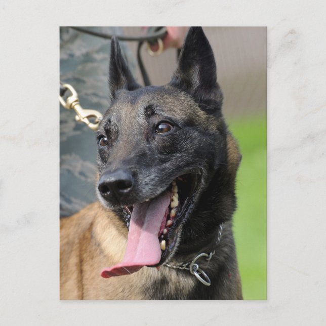 Smiling Belgian Malinois Dog Postcard (Front)